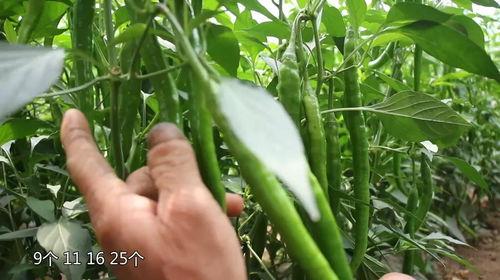 吃辣椒卖瓜上海,探寻“吃辣椒卖瓜”的独特上海风情