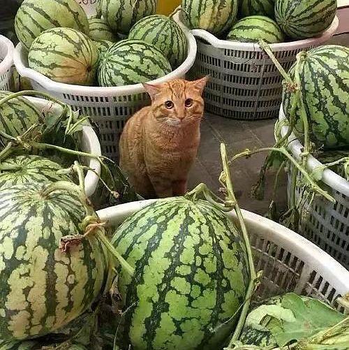 吃辣椒卖瓜上海,探寻“吃辣椒卖瓜”的独特上海风情 第2张 吃辣椒卖瓜上海,探寻“吃辣椒卖瓜”的独特上海风情 第2张