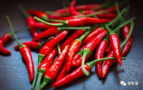 吃辣椒卖瓜上海,探寻“吃辣椒卖瓜”的独特上海风情 第3张 吃辣椒卖瓜上海,探寻“吃辣椒卖瓜”的独特上海风情 第3张