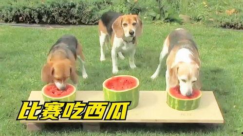 动画小狗吃瓜,小狗欢乐吃瓜瞬间 第2张 动画小狗吃瓜,小狗欢乐吃瓜瞬间 第2张