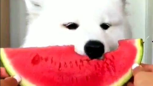 动画小狗吃瓜,小狗欢乐吃瓜瞬间 第3张 动画小狗吃瓜,小狗欢乐吃瓜瞬间 第3张