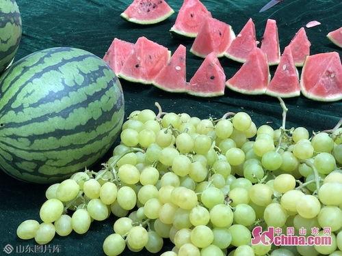 吃瓜山东工业,瓜田里的崛起与蜕变  第2张