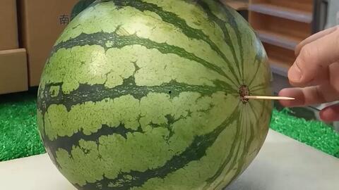 吃瓜山东工业,瓜田里的崛起与蜕变  第3张