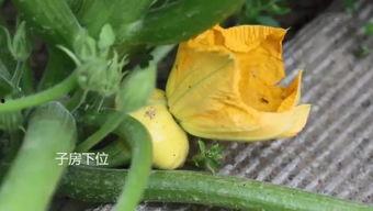 夏天的快乐吃瓜,快乐吃瓜时光 第3张 夏天的快乐吃瓜,快乐吃瓜时光 第3张