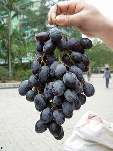 verynice吃瓜,揭秘“verynice”吃瓜背后的故事 第2张 verynice吃瓜,揭秘“verynice”吃瓜背后的故事 第2张