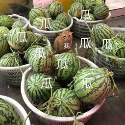 没啥瓜可吃,为何今日无八卦新闻 第2张 没啥瓜可吃,为何今日无八卦新闻 第2张