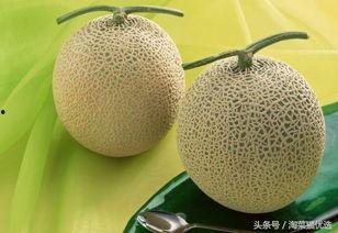 哈密瓜的幼瓜能炒着吃吗,炒菜新宠，美味与营养并存