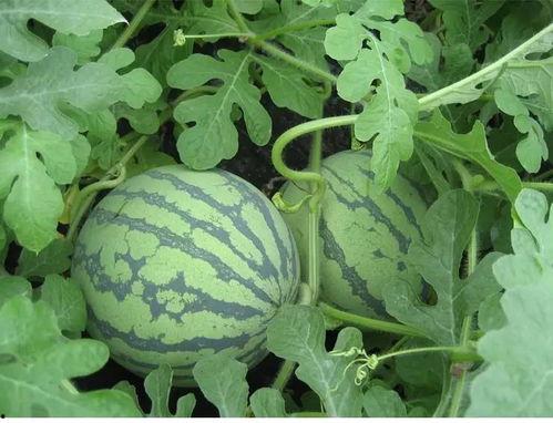 吃瓜疯了,揭秘娱乐圈幕后真相 第2张 吃瓜疯了,揭秘娱乐圈幕后真相 第2张