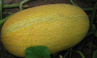 木瓜和哈密瓜可以一起吃吗,木瓜与哈密瓜同食的奇妙搭配探索 第3张 木瓜和哈密瓜可以一起吃吗,木瓜与哈密瓜同食的奇妙搭配探索 第3张