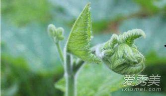 吃拉瓜叶子的好处,绿色健康,益处多多的天然美食 第2张 吃拉瓜叶子的好处,绿色健康,益处多多的天然美食 第2张