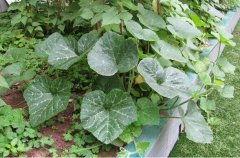 吃拉瓜叶子的好处,绿色健康,益处多多的天然美食 第3张 吃拉瓜叶子的好处,绿色健康,益处多多的天然美食 第3张