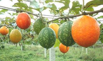 孕妇如何吃吊瓜,营养美味两不误