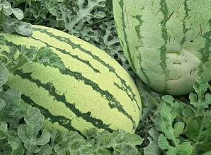 富儿七瓜怎么吃,解锁美味新体验