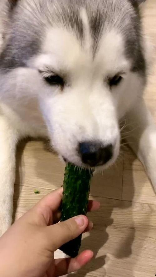 吃瓜要吐皮吧,揭秘娱乐圈背后的真相与笑料 第2张 吃瓜要吐皮吧,揭秘娱乐圈背后的真相与笑料 第2张