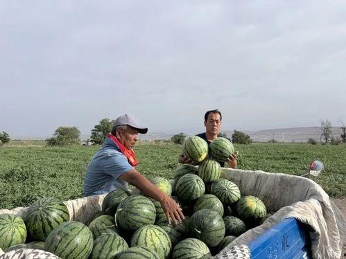 绿江吃瓜,揭秘网络热点的背后故事  第2张