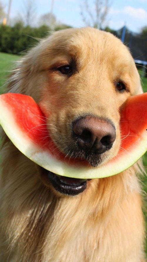 狗狗吃瓜动漫图片,动漫萌宠的夏日狂欢 第2张 狗狗吃瓜动漫图片,动漫萌宠的夏日狂欢 第2张