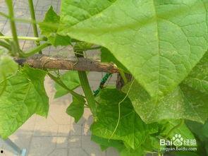 棱瓜怎样吃,探索创意烹饪新境界 第3张 棱瓜怎样吃,探索创意烹饪新境界 第3张