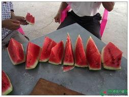 520吃瓜部落,揭秘网络红人的瓜田盛宴 第2张 520吃瓜部落,揭秘网络红人的瓜田盛宴 第2张