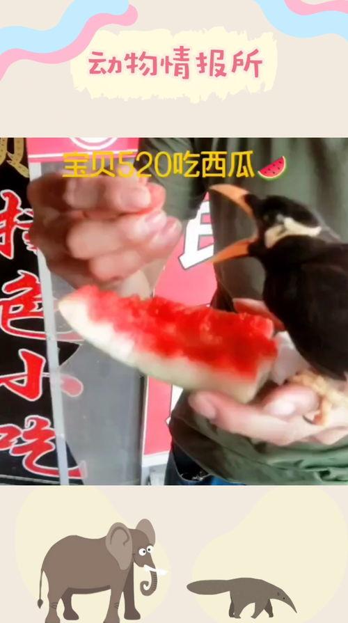 520吃瓜部落,揭秘网络红人的瓜田盛宴 第3张 520吃瓜部落,揭秘网络红人的瓜田盛宴 第3张