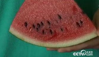 瓜吃不吐,尽享不吐之美 第3张 瓜吃不吐,尽享不吐之美 第3张