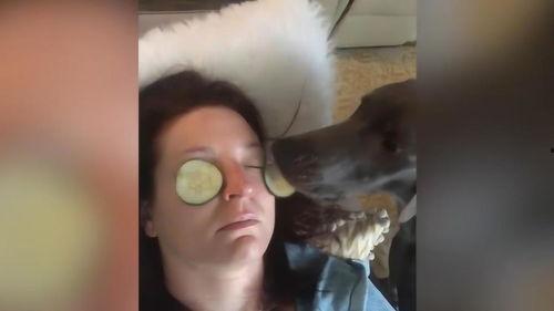 狗狗吃瓜照片搞笑,狗狗吃瓜萌态百出,笑料连连 第2张 狗狗吃瓜照片搞笑,狗狗吃瓜萌态百出,笑料连连 第2张