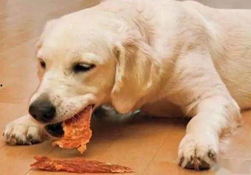 狗狗吃瓜照片搞笑,狗狗吃瓜萌态百出,笑料连连 第3张 狗狗吃瓜照片搞笑,狗狗吃瓜萌态百出,笑料连连 第3张