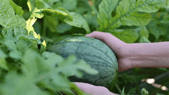 吃瓜全新,揭秘娱乐圈幕后真相 第2张 吃瓜全新,揭秘娱乐圈幕后真相 第2张