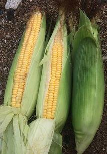 天长沐龙泉吃瓜,夏日吃瓜盛宴