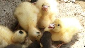 吃瓜鸭的速度,一网打尽娱乐圈新鲜事  第2张