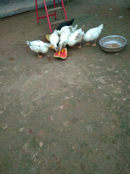 吃瓜鸭的速度,一网打尽娱乐圈新鲜事  第3张