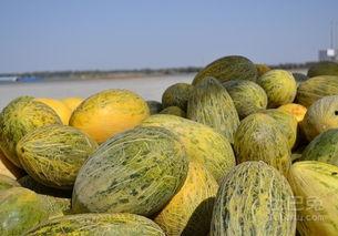 吃蜜瓜的人,甜蜜滋味中的成长与感悟  第2张