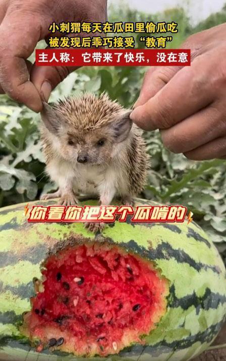 刺猬瓜怎么吃,解锁美味新体验 第2张 刺猬瓜怎么吃,解锁美味新体验 第2张