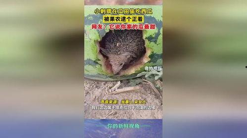 刺猬瓜怎么吃,解锁美味新体验 第3张 刺猬瓜怎么吃,解锁美味新体验 第3张