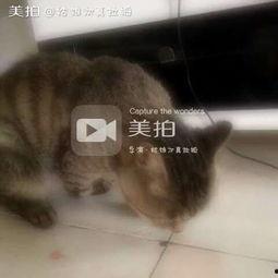 开朗的吃瓜喵喵,揭秘娱乐圈那些事儿