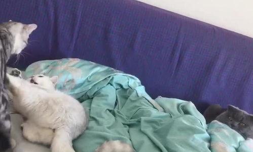 开朗的吃瓜喵喵,揭秘娱乐圈那些事儿 第2张 开朗的吃瓜喵喵,揭秘娱乐圈那些事儿 第2张