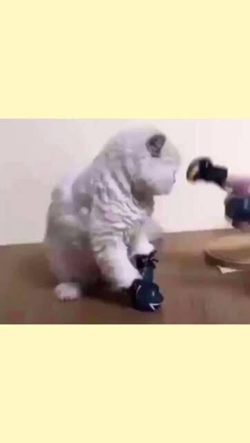 开朗的吃瓜喵喵,揭秘娱乐圈那些事儿 第3张 开朗的吃瓜喵喵,揭秘娱乐圈那些事儿 第3张