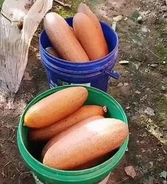 情侣头像吃瓜卖瓜,揭秘网红情侣头像的甜蜜秘密 第3张 情侣头像吃瓜卖瓜,揭秘网红情侣头像的甜蜜秘密 第3张