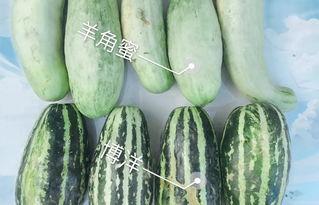 怎么吃网红瓜,轻松解锁美食新体验  第2张