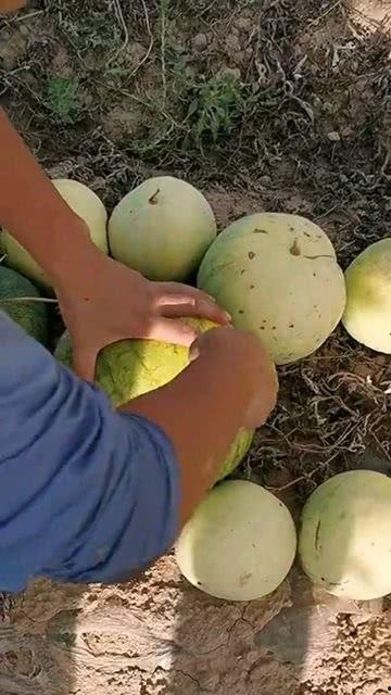 普通的瓜怎么吃,探索普通瓜的多样食法 第2张 普通的瓜怎么吃,探索普通瓜的多样食法 第2张