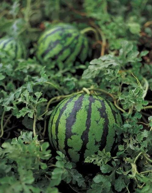 普通的瓜怎么吃,探索普通瓜的多样食法 第3张 普通的瓜怎么吃,探索普通瓜的多样食法 第3张