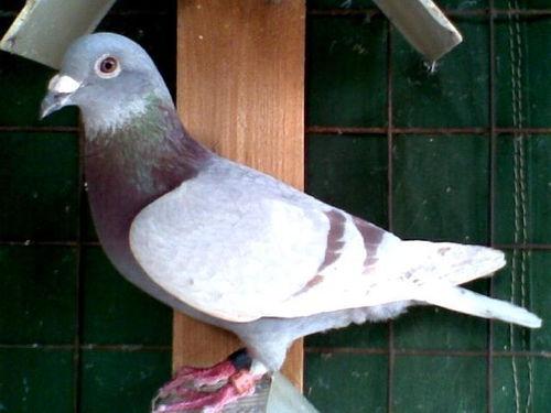 羽鸽同行吃瓜杯,揭秘吃瓜杯背后的精彩故事