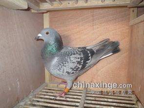 羽鸽同行吃瓜杯,揭秘吃瓜杯背后的精彩故事  第2张