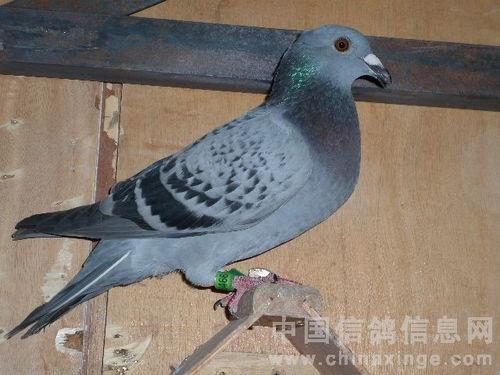 羽鸽同行吃瓜杯,揭秘吃瓜杯背后的精彩故事  第3张