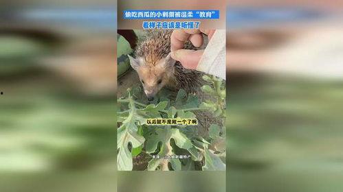 吃瓜刺猬的闰土,吃瓜刺猬的奇幻冒险之旅 第3张 吃瓜刺猬的闰土,吃瓜刺猬的奇幻冒险之旅 第3张