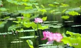 荷花姐吃瓜,揭秘娱乐圈幕后故事  第2张