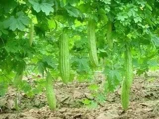 玉林吃瓜,探寻吃瓜文化的独特魅力 第2张 玉林吃瓜,探寻吃瓜文化的独特魅力 第2张