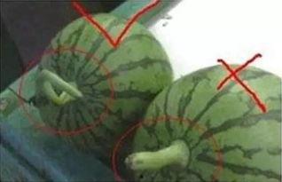 玉林吃瓜,探寻吃瓜文化的独特魅力 第3张 玉林吃瓜,探寻吃瓜文化的独特魅力 第3张