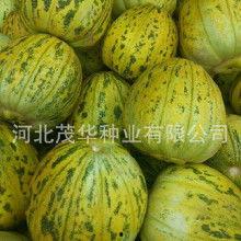 吃花皮瓜中毒,警惕食用风险