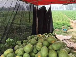 吃花皮瓜中毒,警惕食用风险  第3张