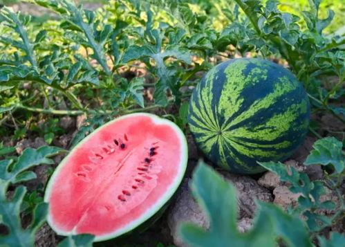 琳子吃瓜,揭秘娱乐圈幕后故事 第3张 琳子吃瓜,揭秘娱乐圈幕后故事 第3张